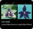 P. Lioulin Blue Parrot x Lioulin Blue Parrot 3598